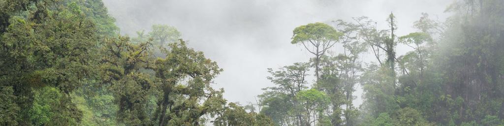 Mist rises through dense tropical rainforest canopy, revealing layers of tall green trees and lush foliage shrouded in fog in Costa Rica.